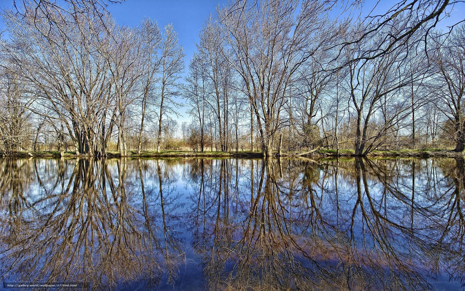 Trees reflected in a calm river