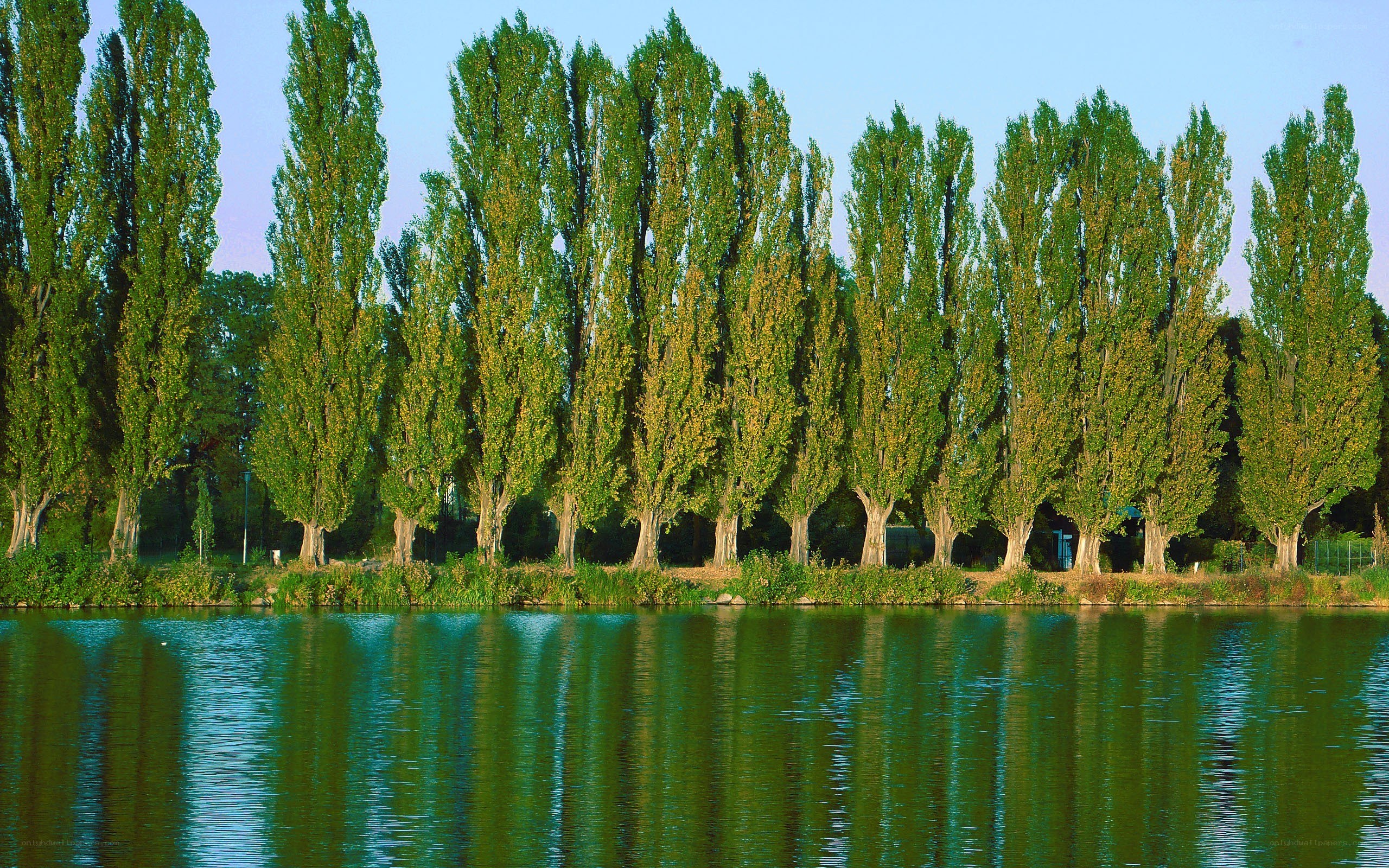 Trees reflected in a lake
