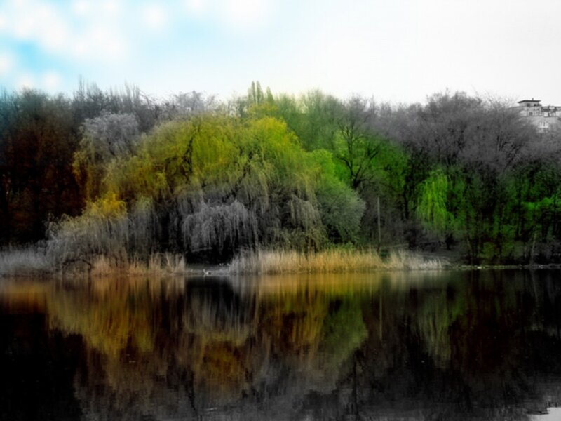 Trees reflected in a lake