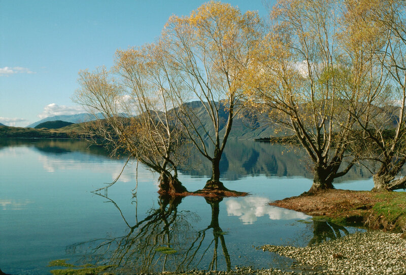Trees reflected in a lake