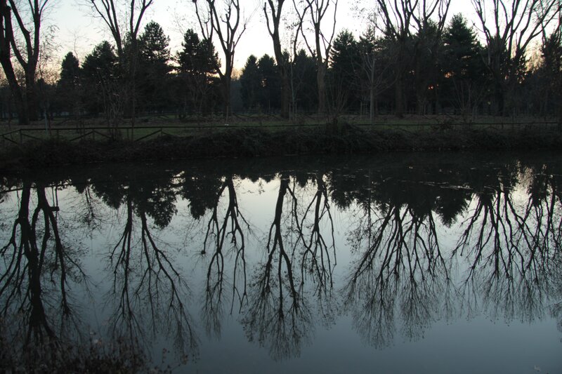 Trees reflected in a pond