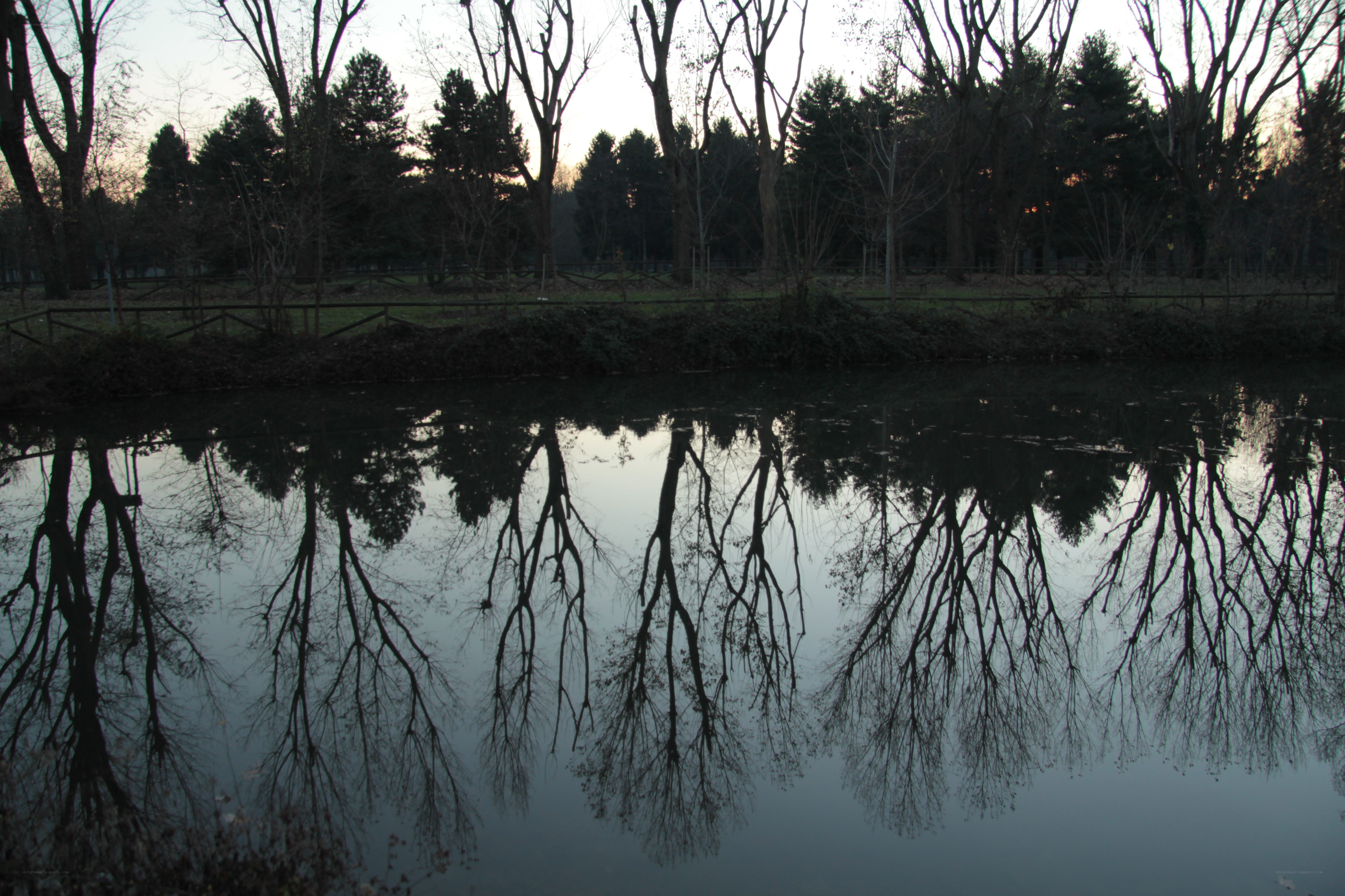 Trees reflected in a pond