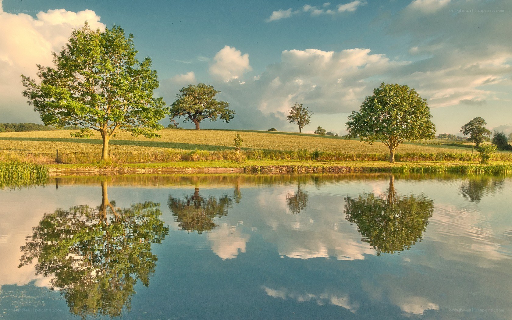 Trees reflected in a pond