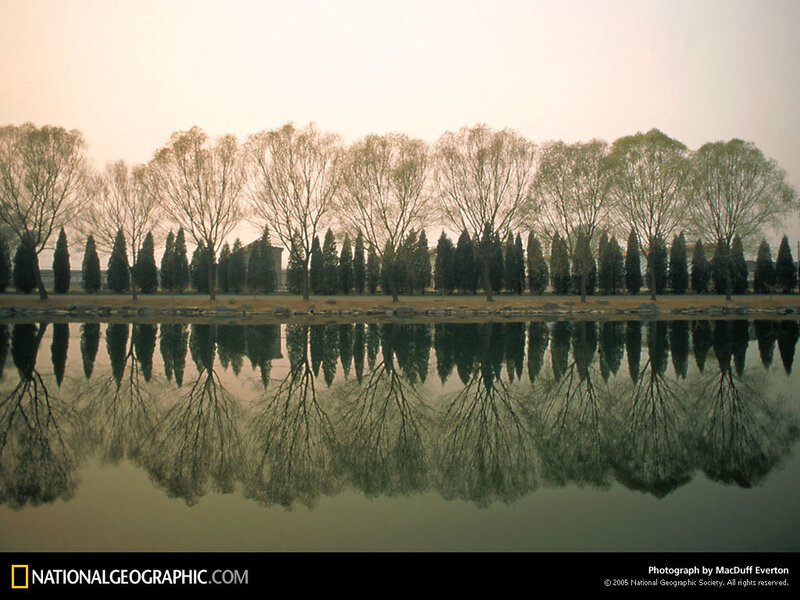 Trees reflected in a pond