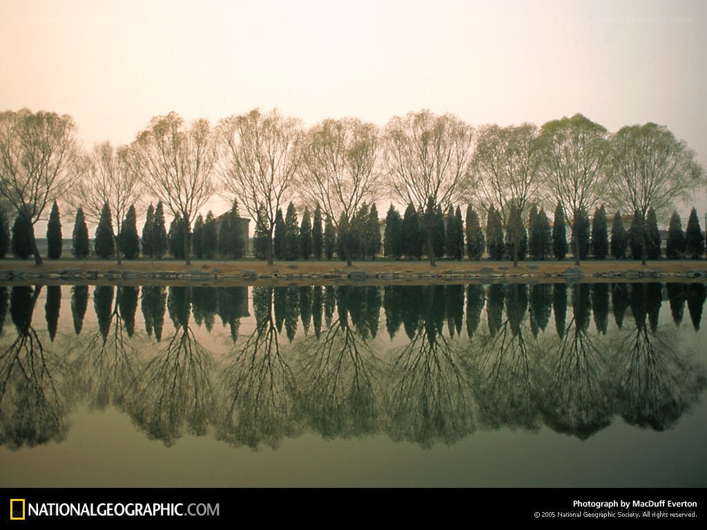 Trees reflected in a pond