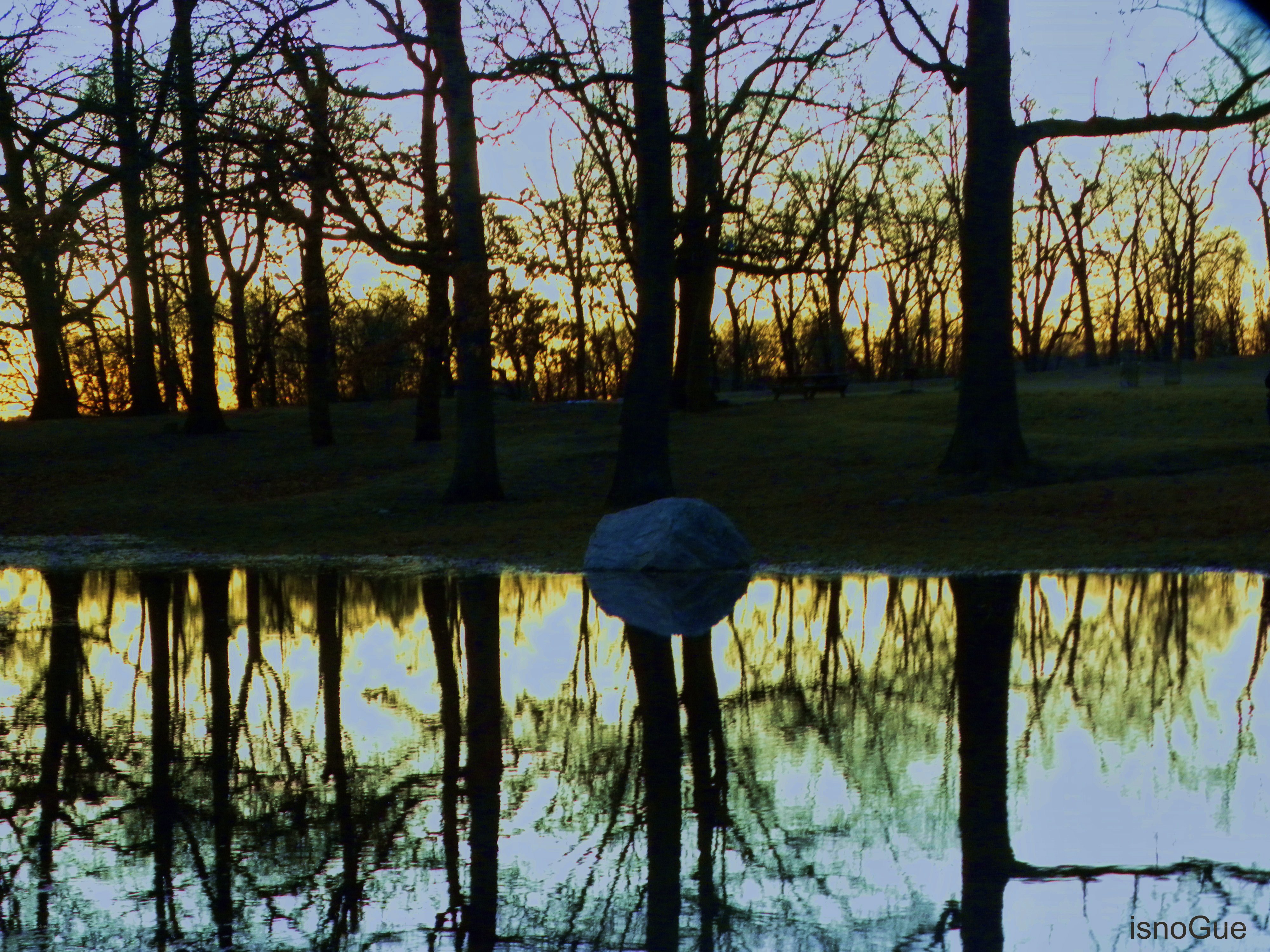 Trees reflected in a pond at sunset
