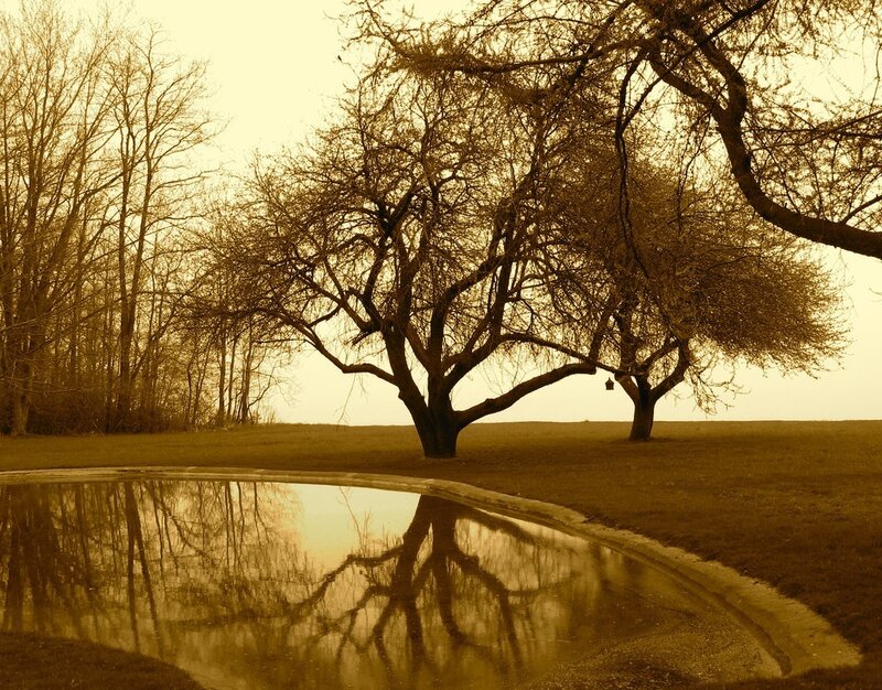 Trees reflected in a pond