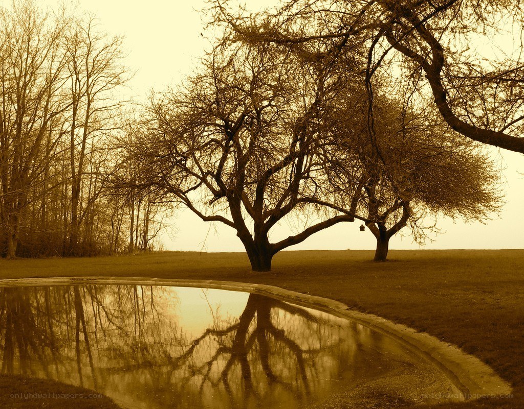 Trees reflected in a pond