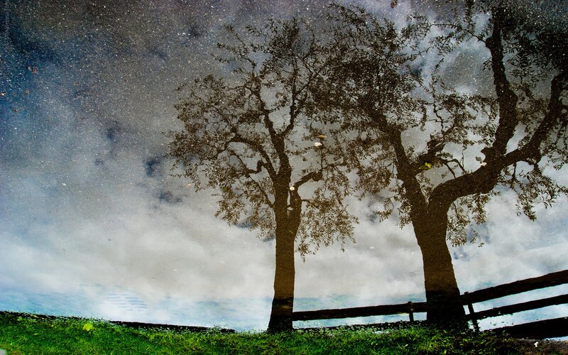 Trees reflected in a puddle