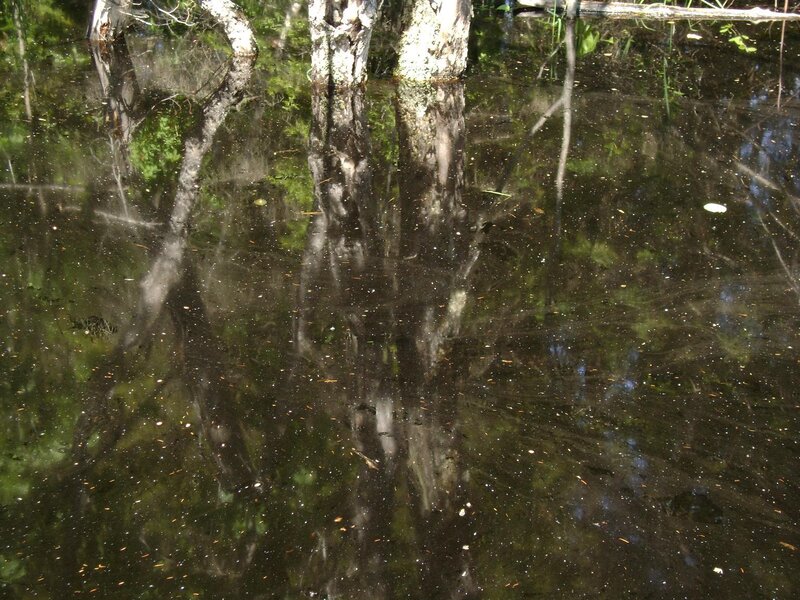 Trees reflected in a swamp
