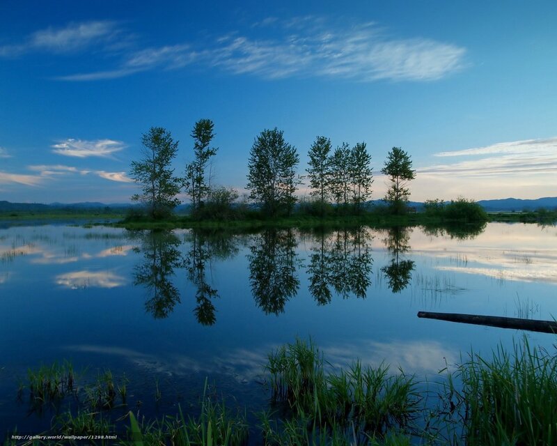 Trees reflected in calm lake