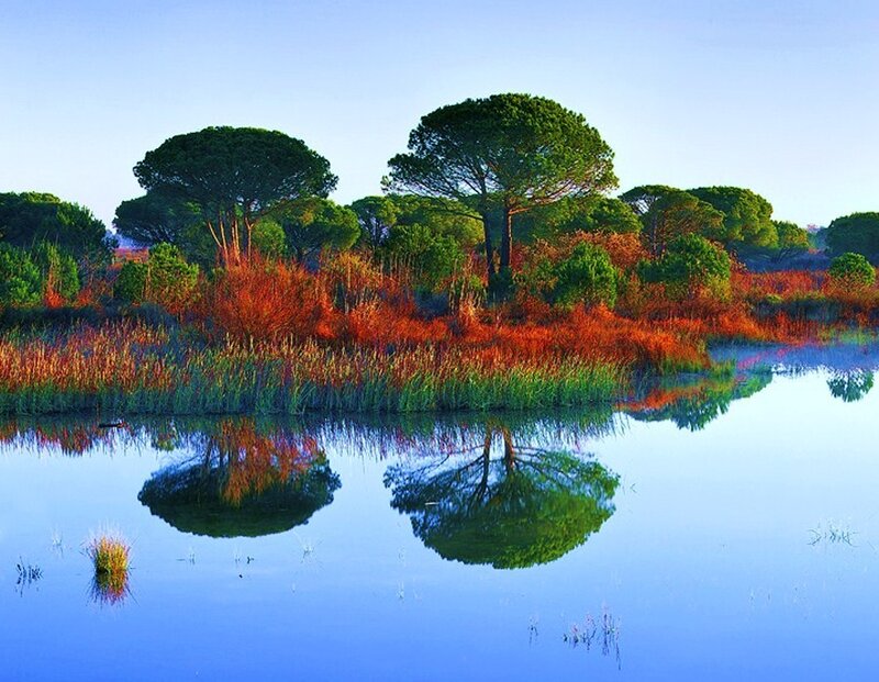 Trees reflected in calm water