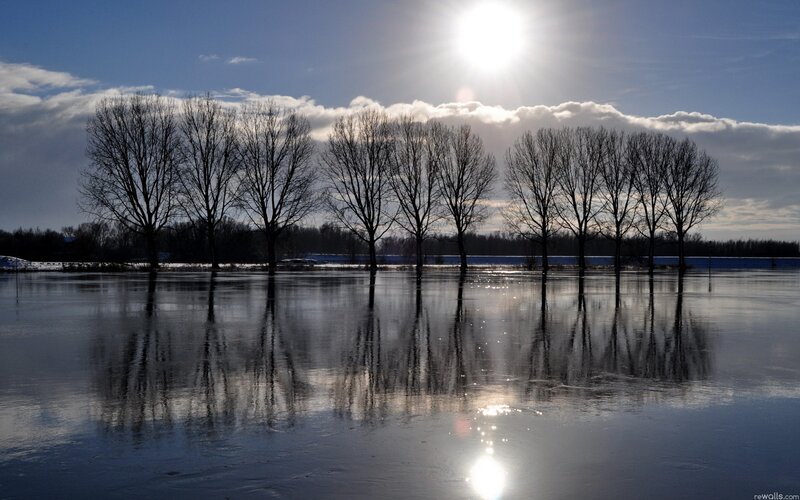 Trees reflected in flooded field