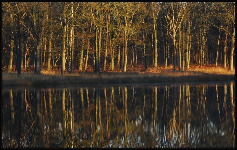 Trees Reflected in Lake — Brown, Serene