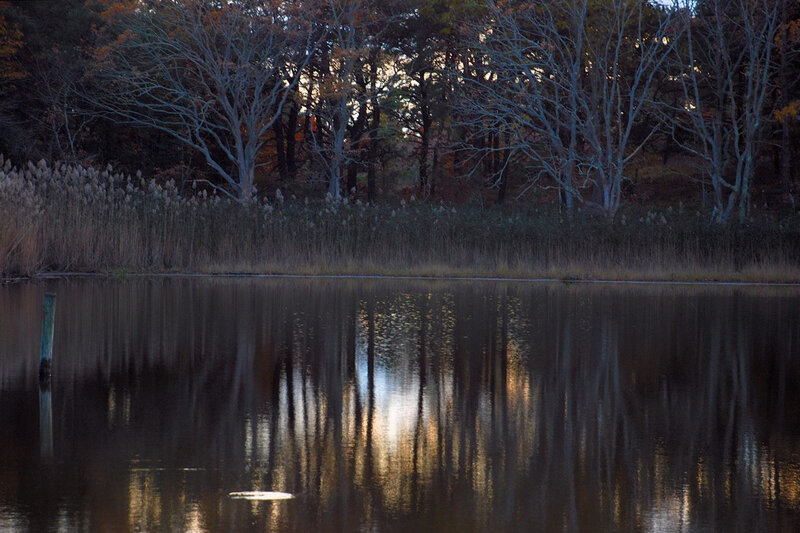 Trees Reflected in Lake — Brown