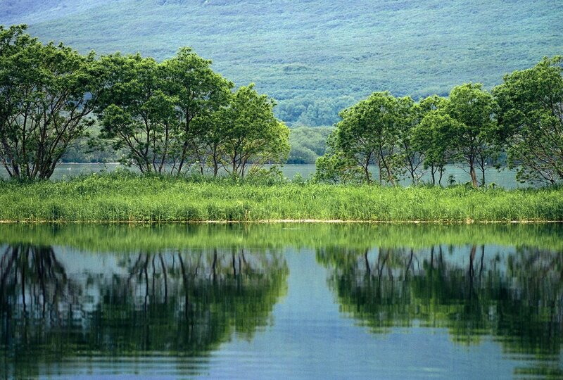 Trees Reflected in Lake — Green, Serene, Summer