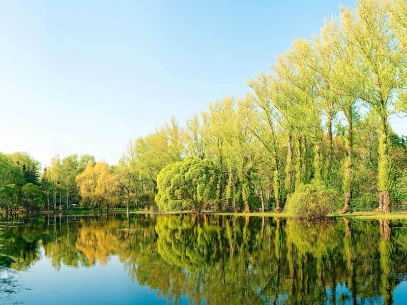 Trees Reflected in Lake — Green