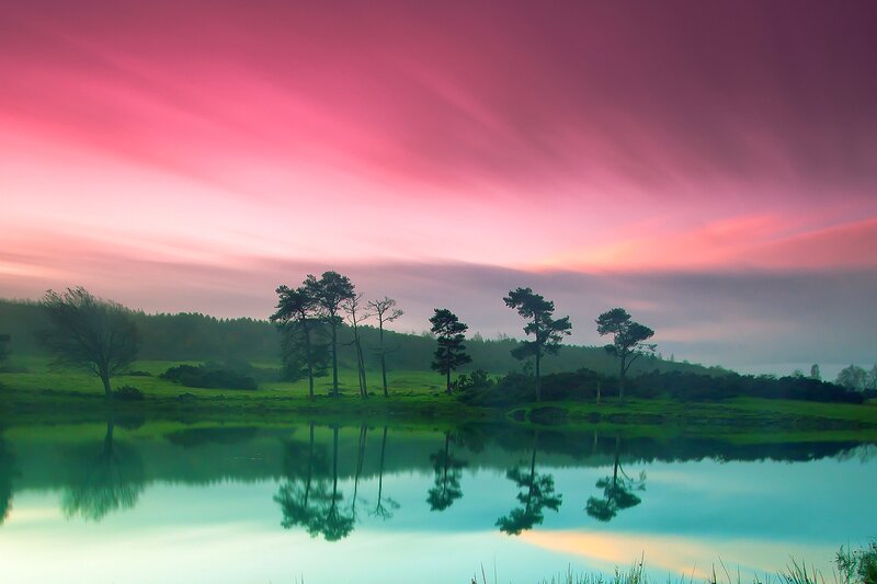 Trees Reflected in Lake — Pink, Serene