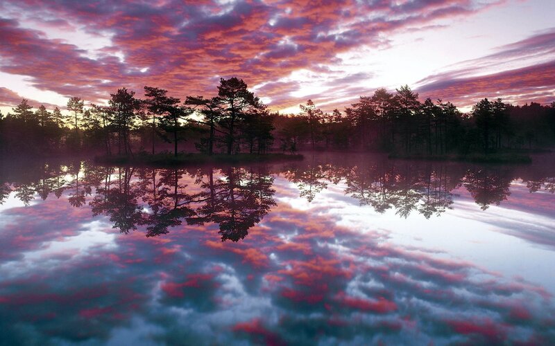 Trees Reflected in Lake — Purple, Serene