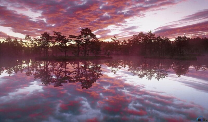 Trees Reflected in Lake — Purple