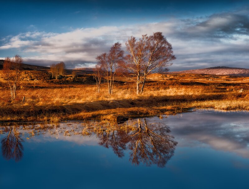 Trees Reflected in Pond — Blue, Serene