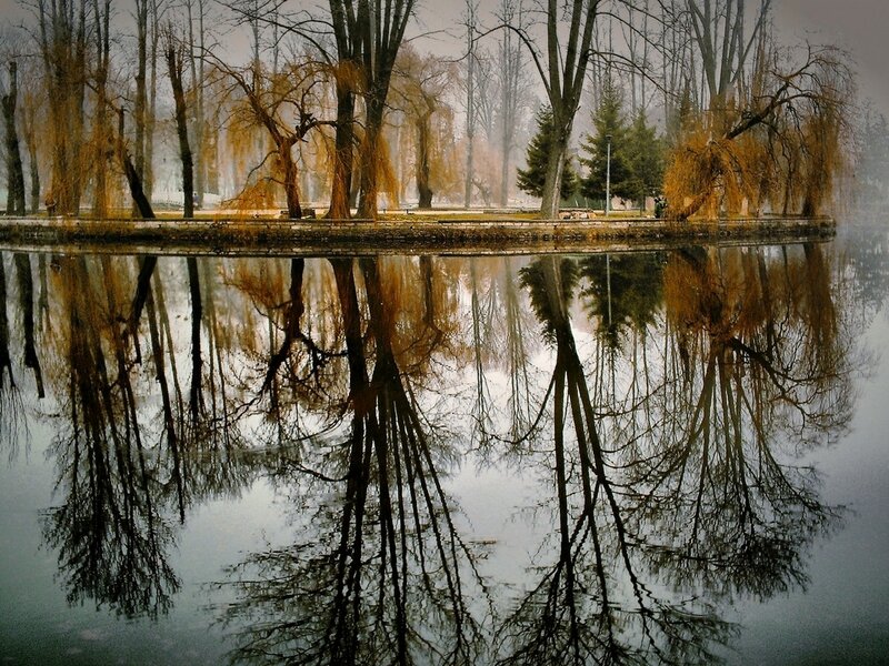Trees Reflected in Pond — Brown, Serene