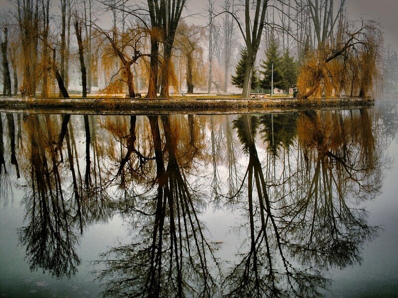 Trees Reflected in Pond — Brown