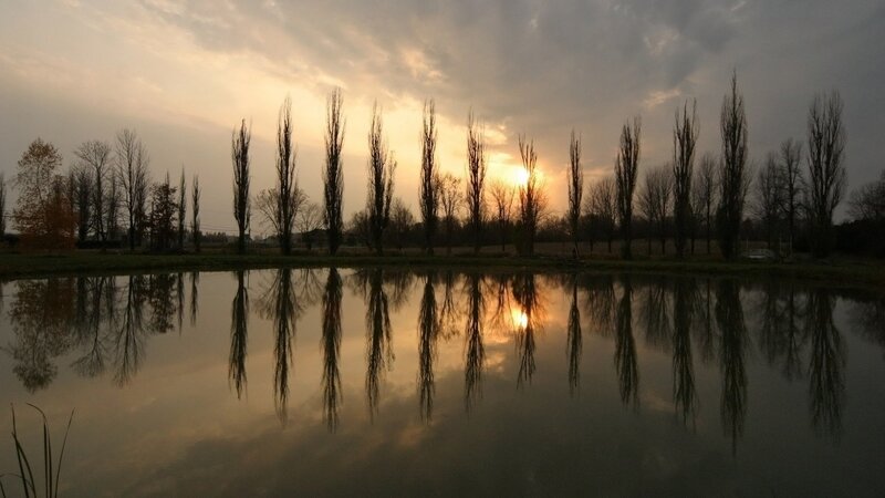 Trees Reflected in Pond — Gray
