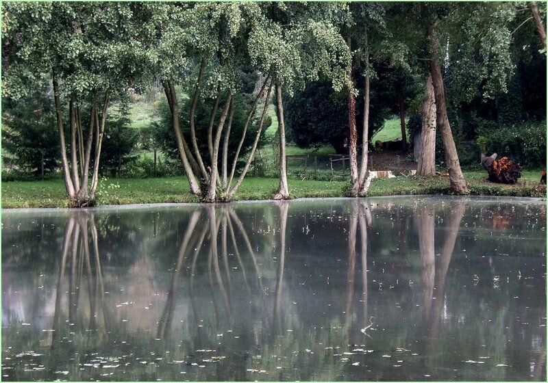Trees Reflected in Pond — Green, Serene, Morning