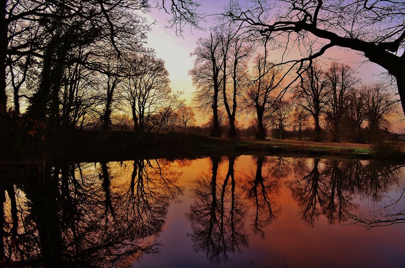 Trees Reflected in Pond — Orange, Serene