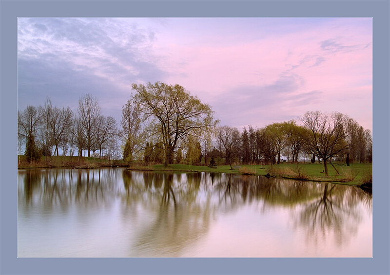Trees Reflected in Pond