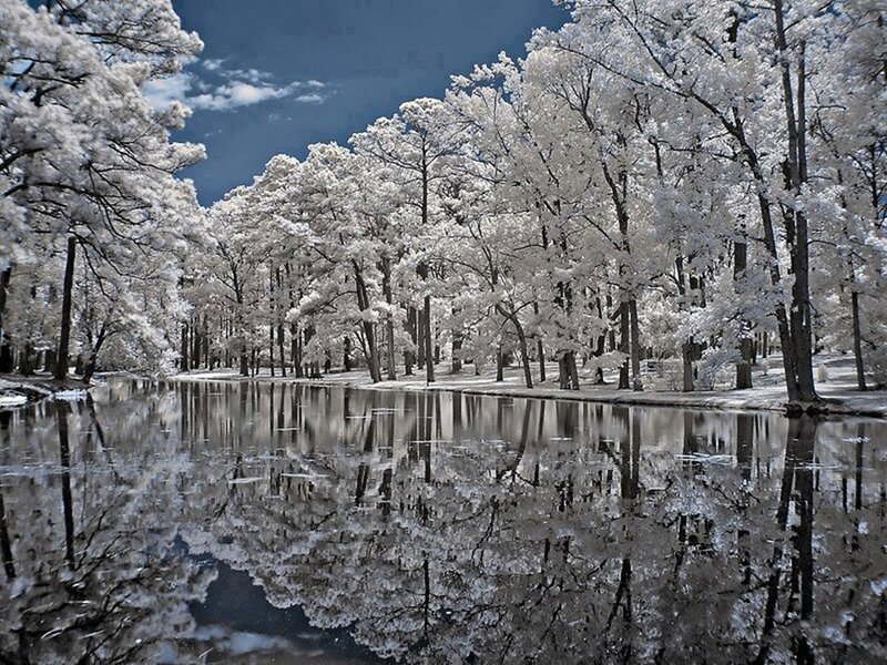 Trees Reflected in Pond — White
