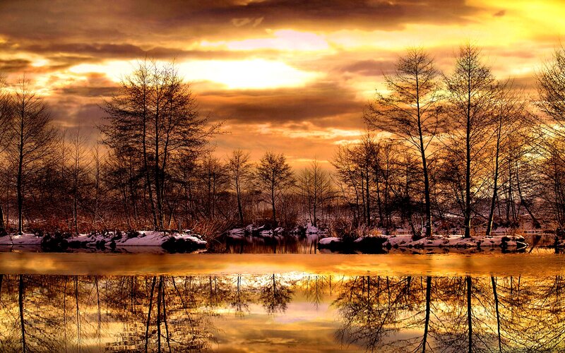 Trees Reflected in River