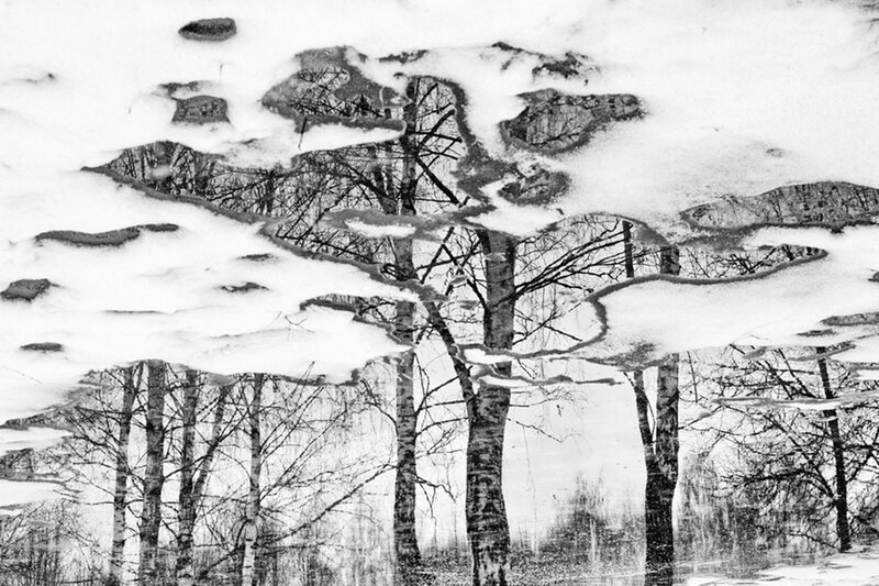 Trees Reflected in Snow