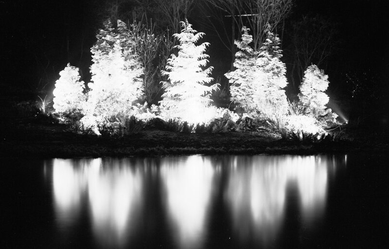 Trees Reflected in Water — Black, Serene