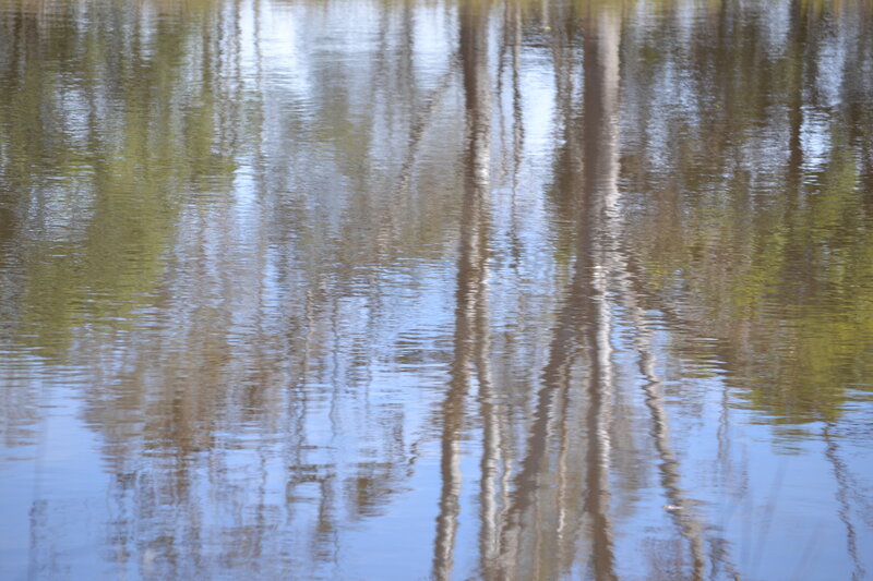 Trees Reflected in Water — Blue, Calm