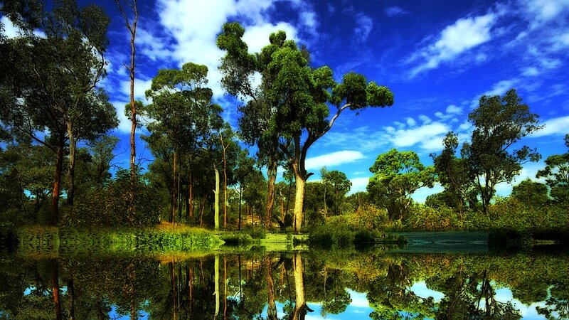 Trees Reflected in Water — Blue, Serene, Afternoon, Photograph, Sky
