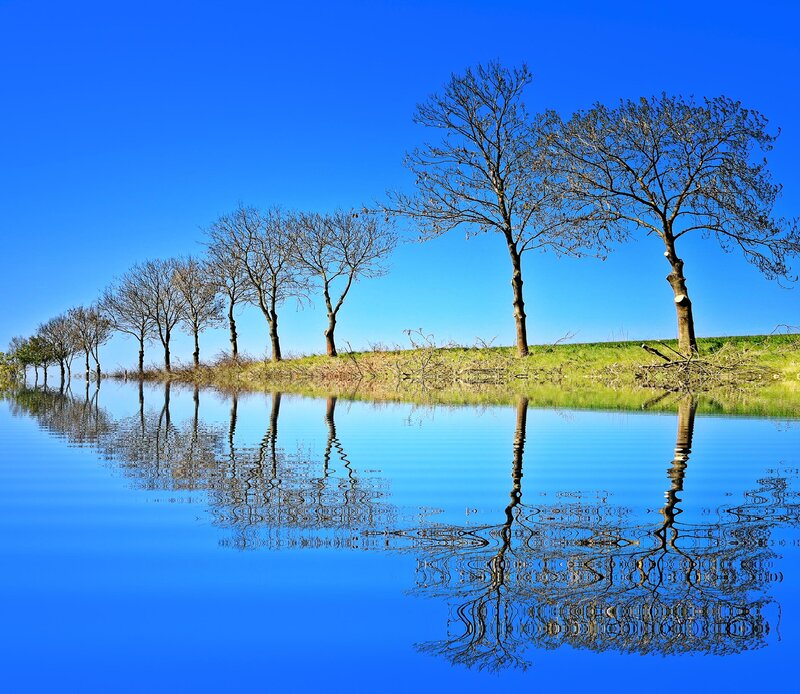 Trees Reflected in Water — Blue, Serene, Afternoon, Photograph