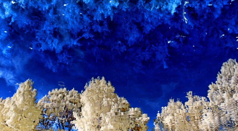 Trees Reflected in Water — Blue, Serene, Night