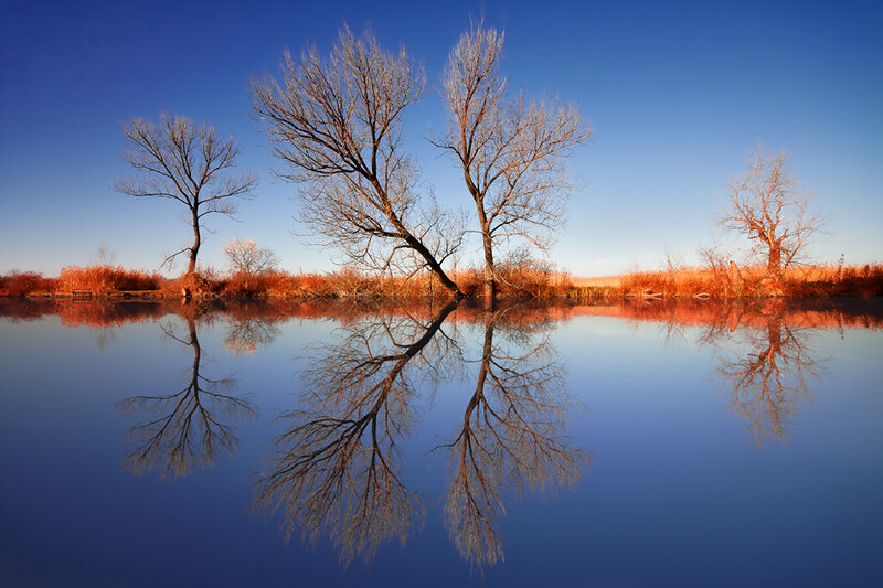 Trees Reflected in Water — Blue, Serene