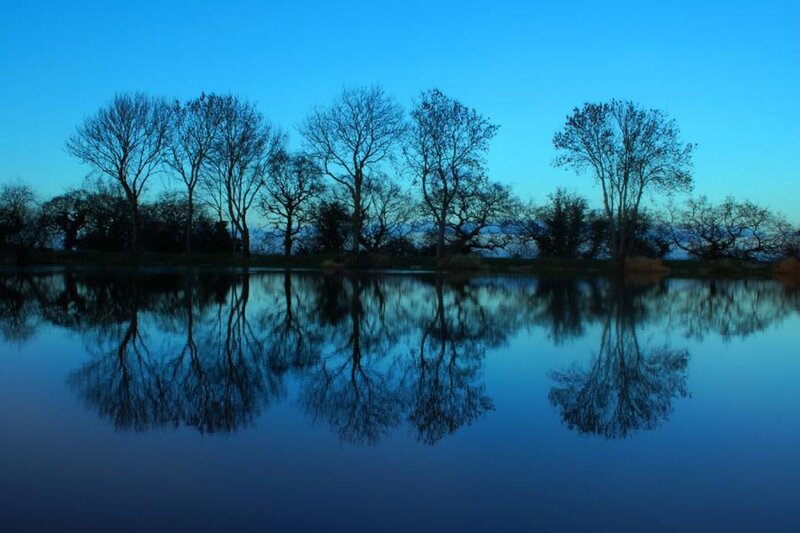 Trees Reflected in Water — Blue