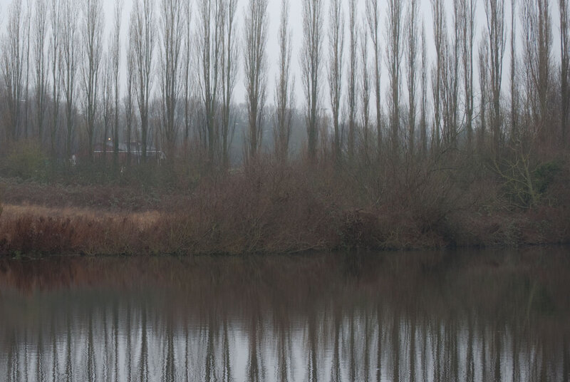 Trees Reflected in Water — Brown