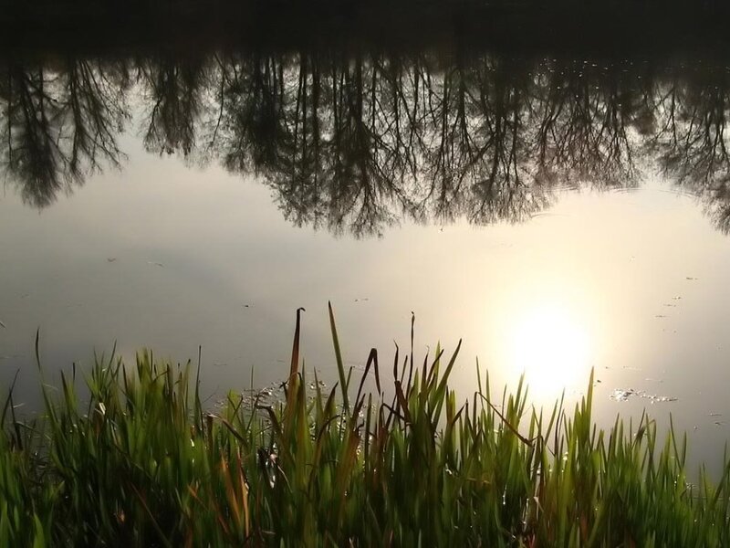 Trees Reflected in Water — Green, Serene