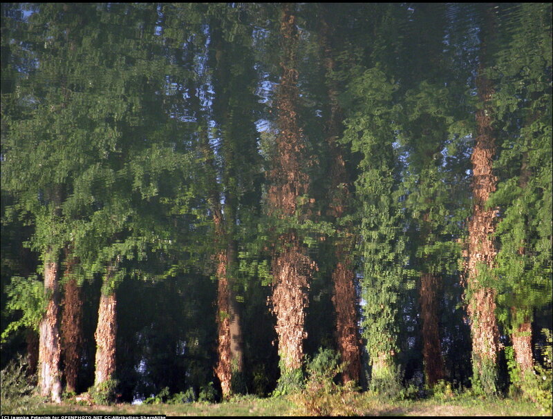 Trees Reflected in Water — Green