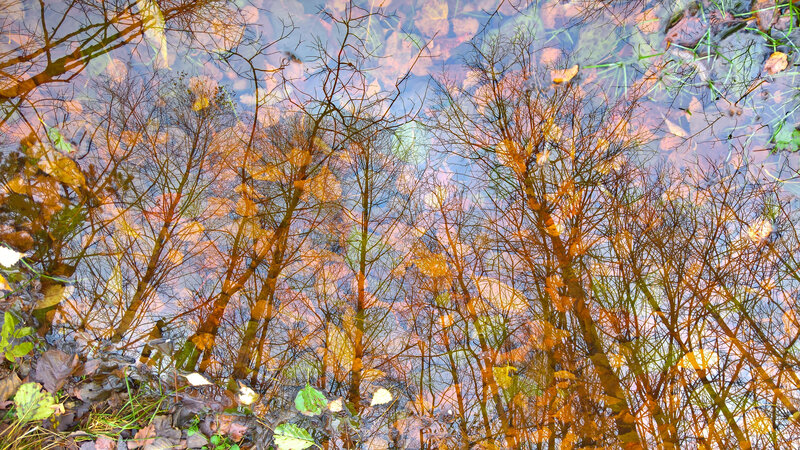 Trees Reflected in Water — Orange, Serene, Autumn
