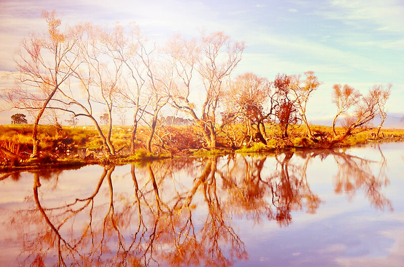 Trees Reflected in Water — Orange