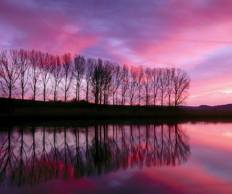 Trees Reflected in Water — Pink, Serene