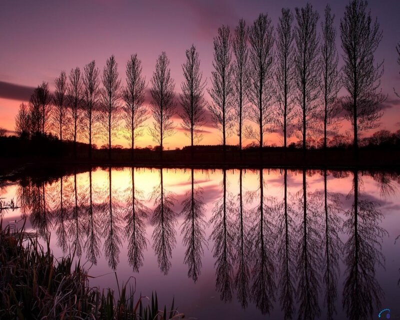 Trees Reflected in Water — Purple, Serene