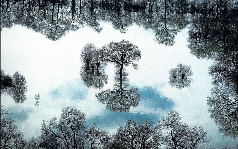Trees reflected in water