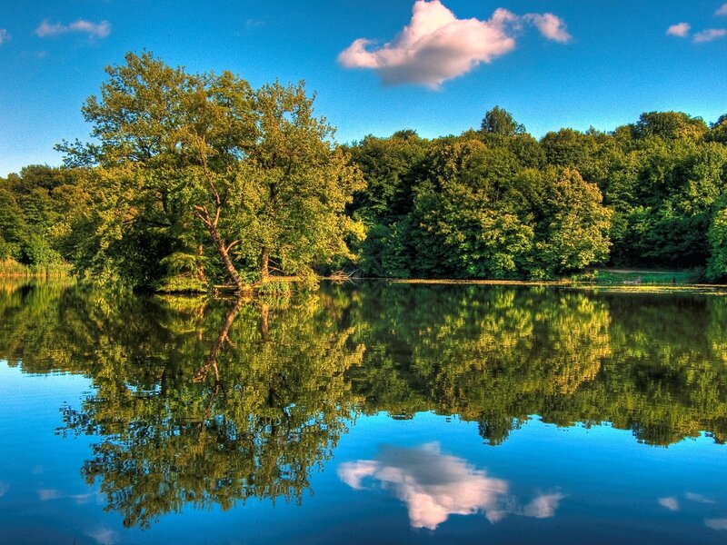 Trees Reflecting in Lake — Blue, Serene, Afternoon